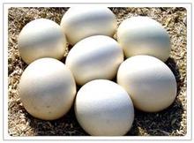 鴕鳥(niǎo)蛋
