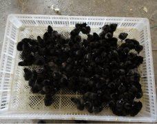 問(wèn)題雞苗的處理